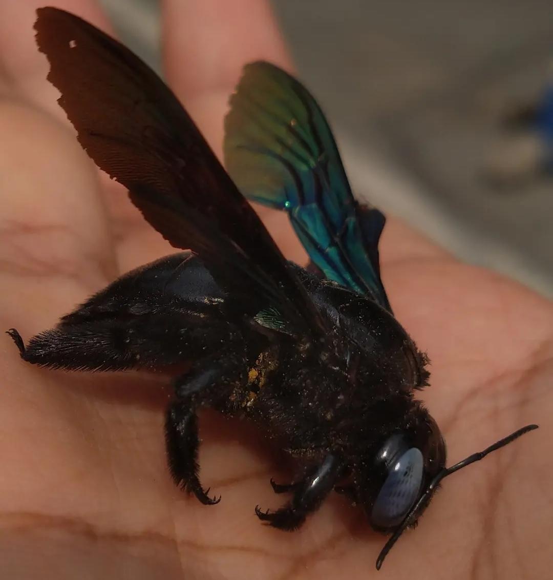 Dead carpenter bee in a palm
