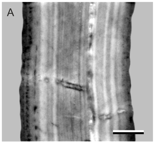 Electron micrograph showing layered chitin structure of carpenter bee wing at higher magnification