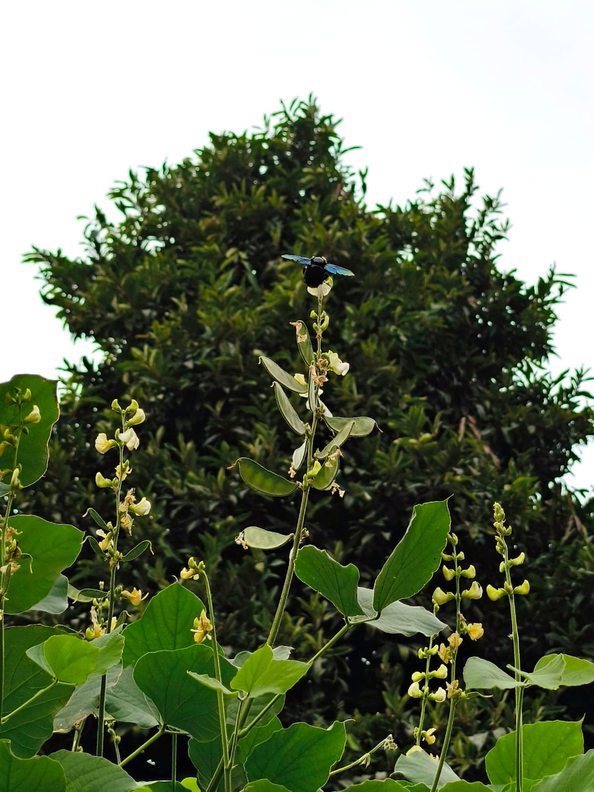 Carpenter bee at a distance, perched on a flower, showing its wings glinting in the sunlight