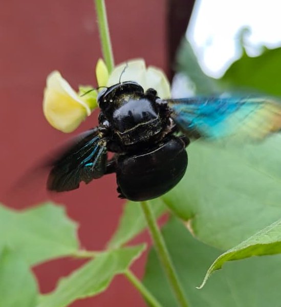 Carpenter bee, close-up view showing wing iridescence